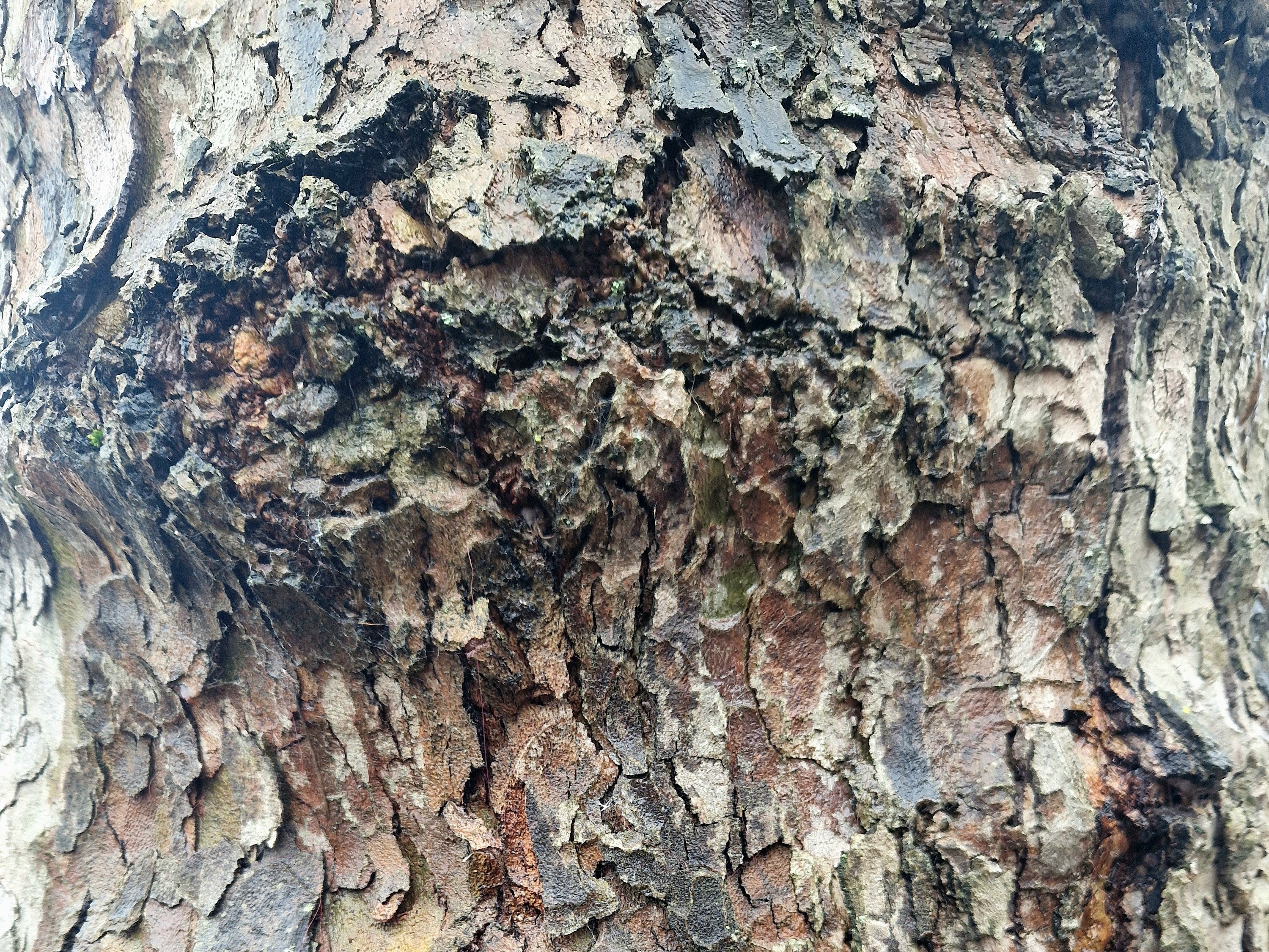 Tree trunk close up