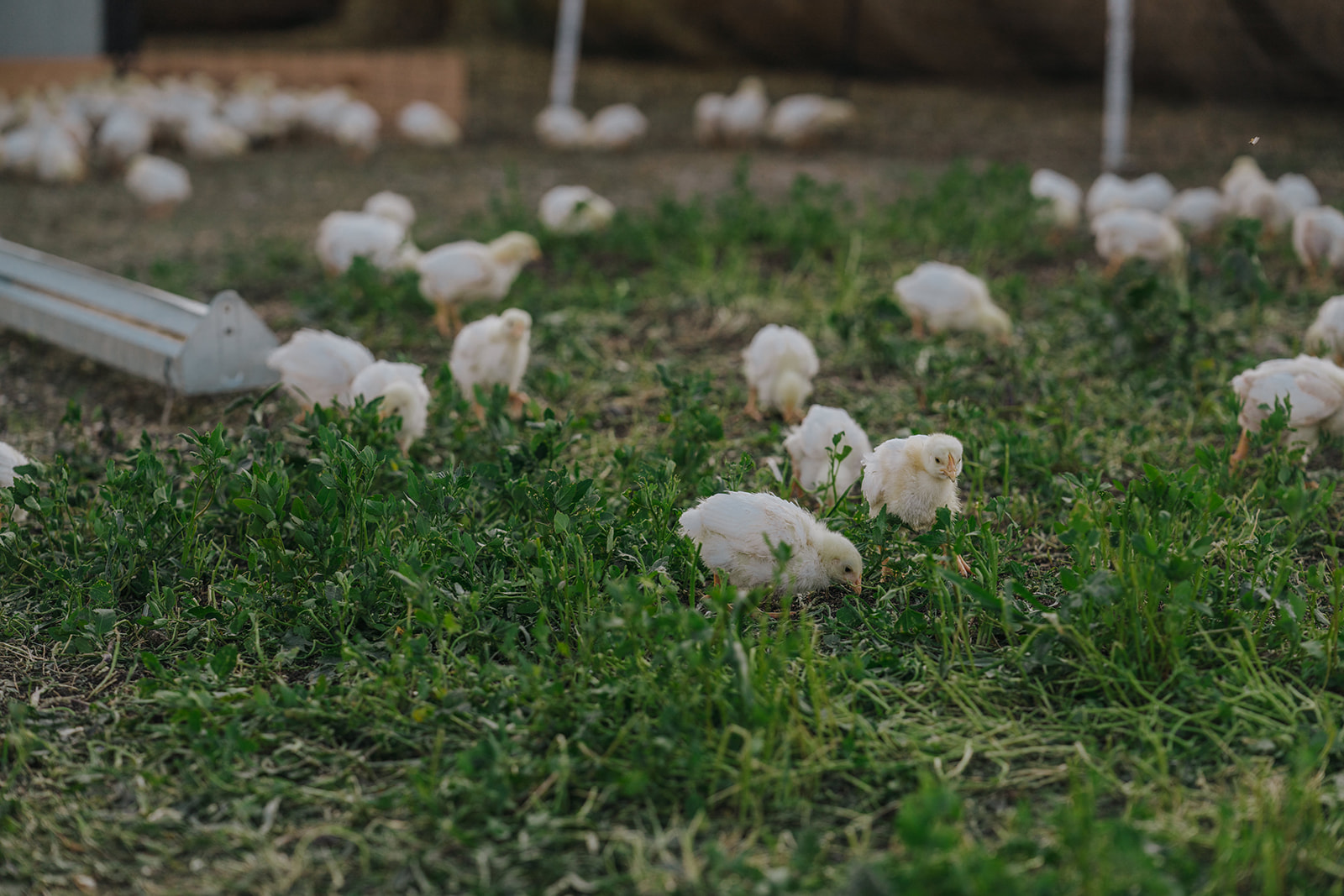 470-sage-shepherdranch-sneakpeek-0007websize-16350281133303.jpg