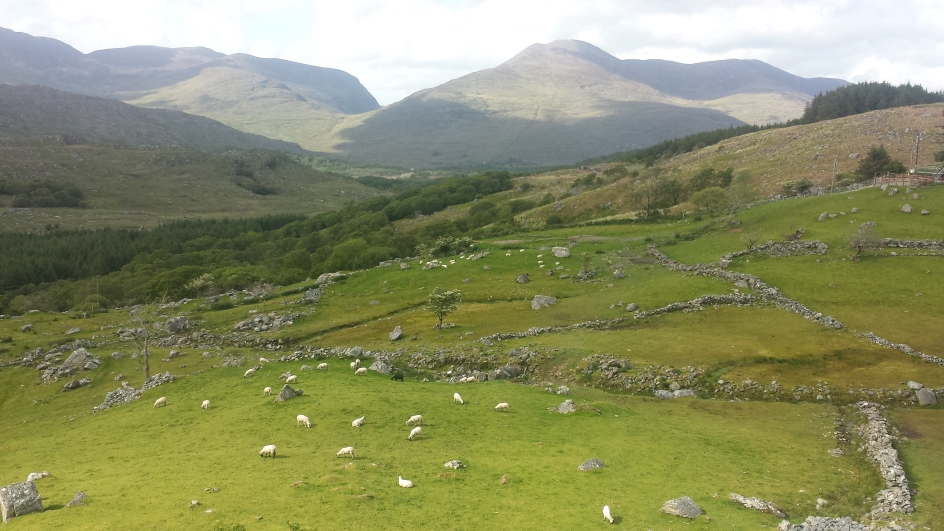 r125-sheep-17579342938369.jpg