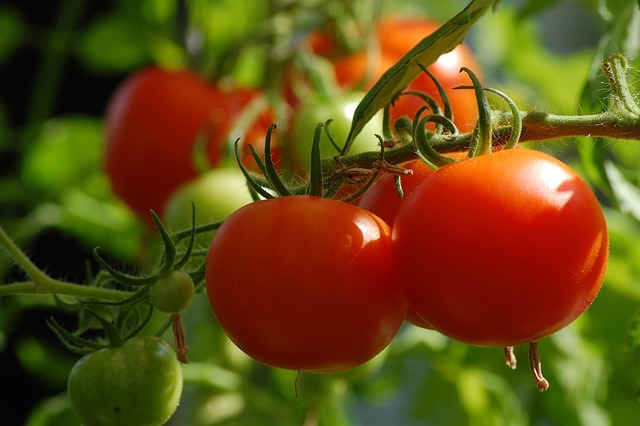 Tomato Growing Guide