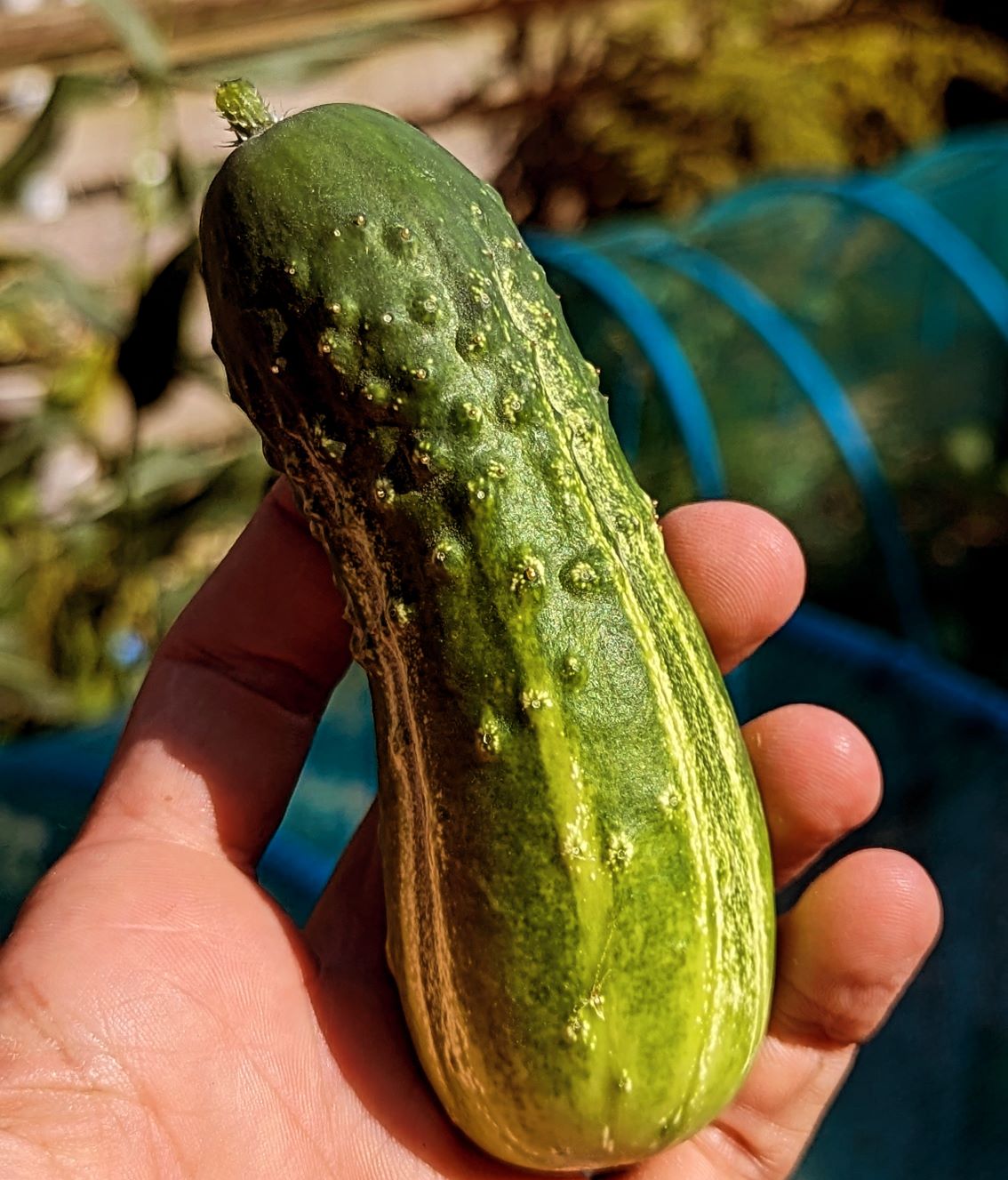 Gherkin National