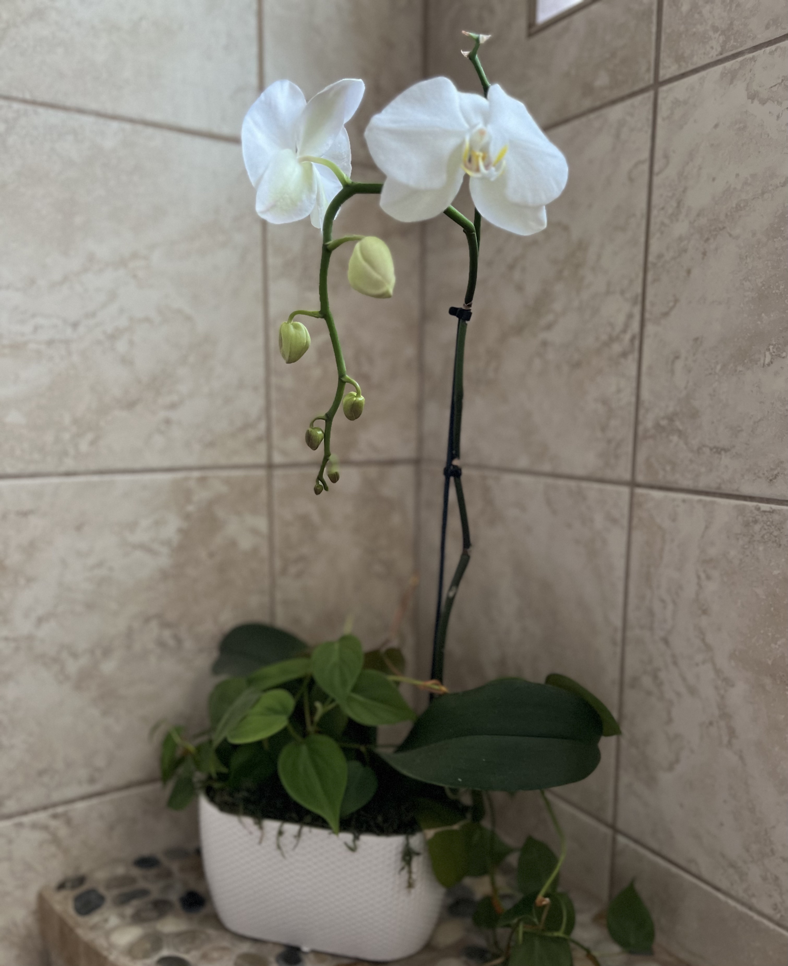 Midnight Musings: Orchids and Readers