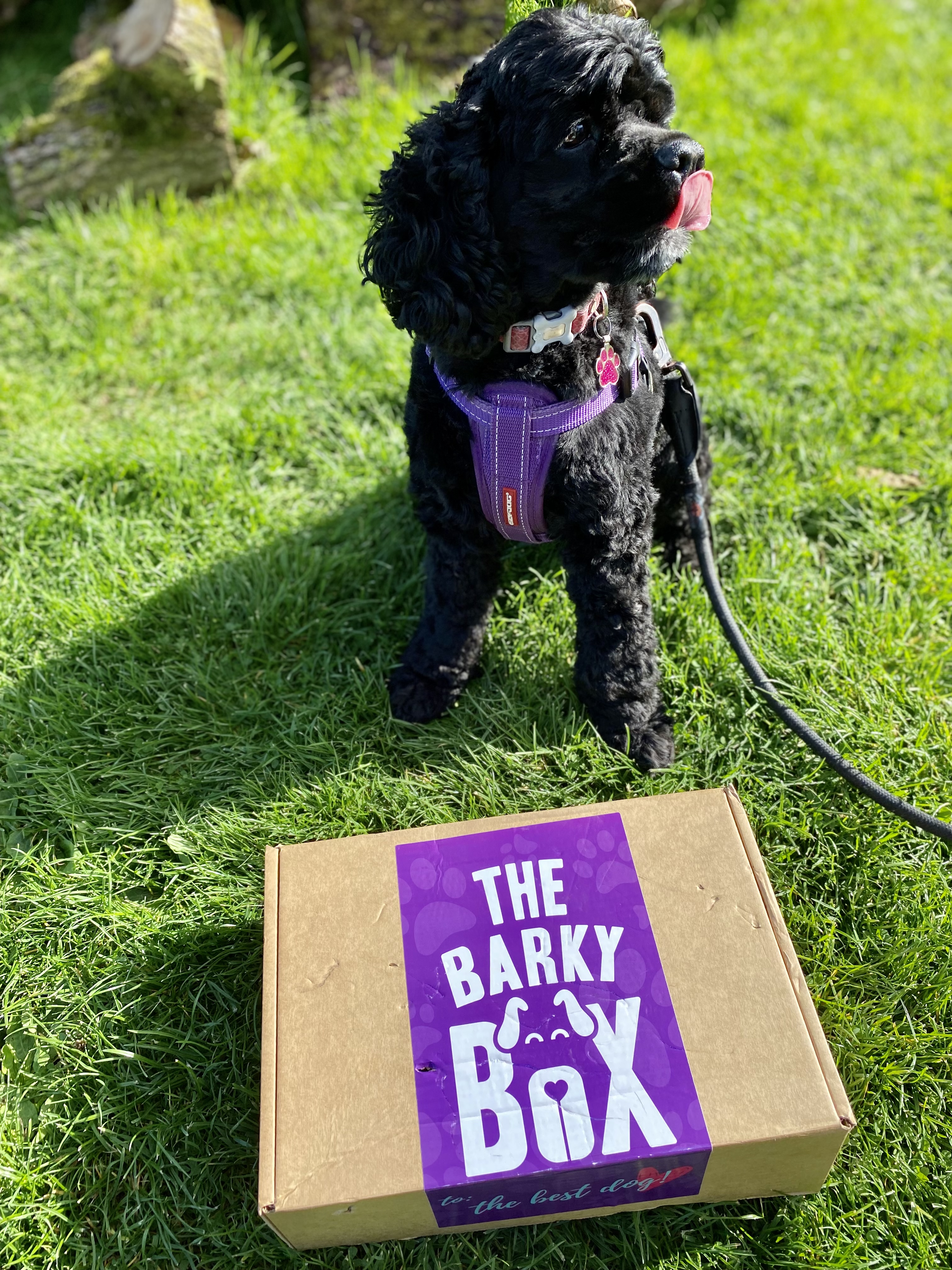 WHY SHOULD I BUY MY DOG  THE BARKYBOX?