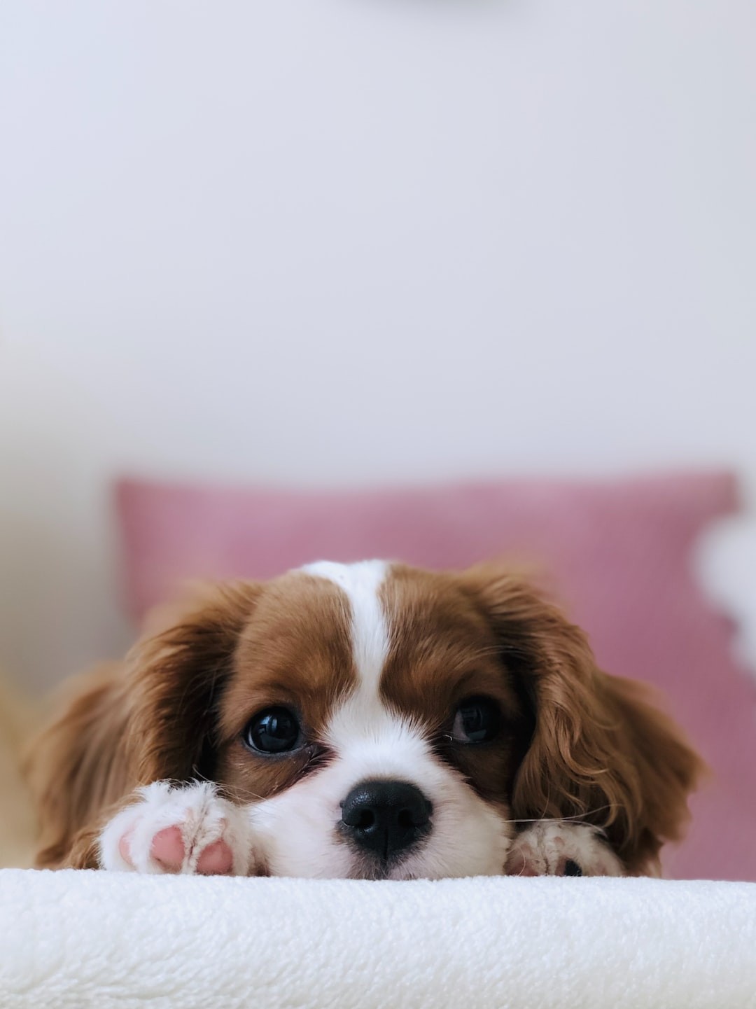 PUPPY CARE: A GUIDE FOR BEGINNERS