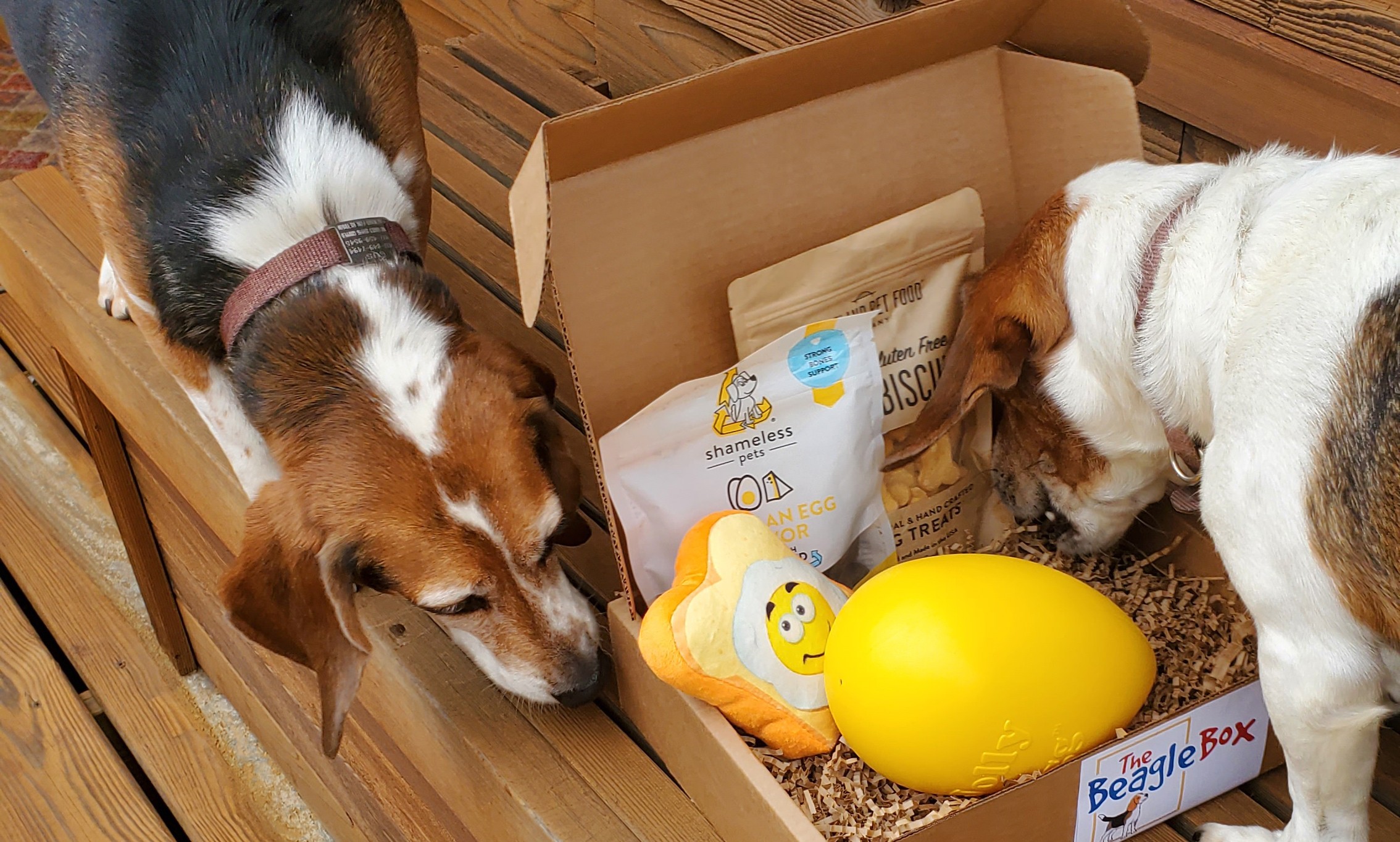 beagle box