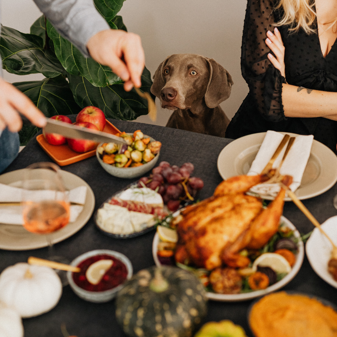 Keeping Your Dog Safe This Christmas: Essential Food Safety Tips