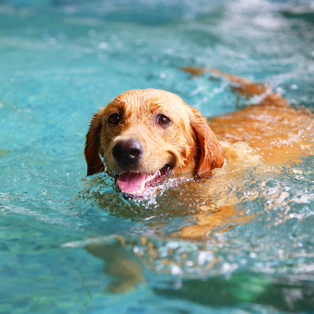 How to Keep Your Dog Entertained (and Cool!) During The Summer Months