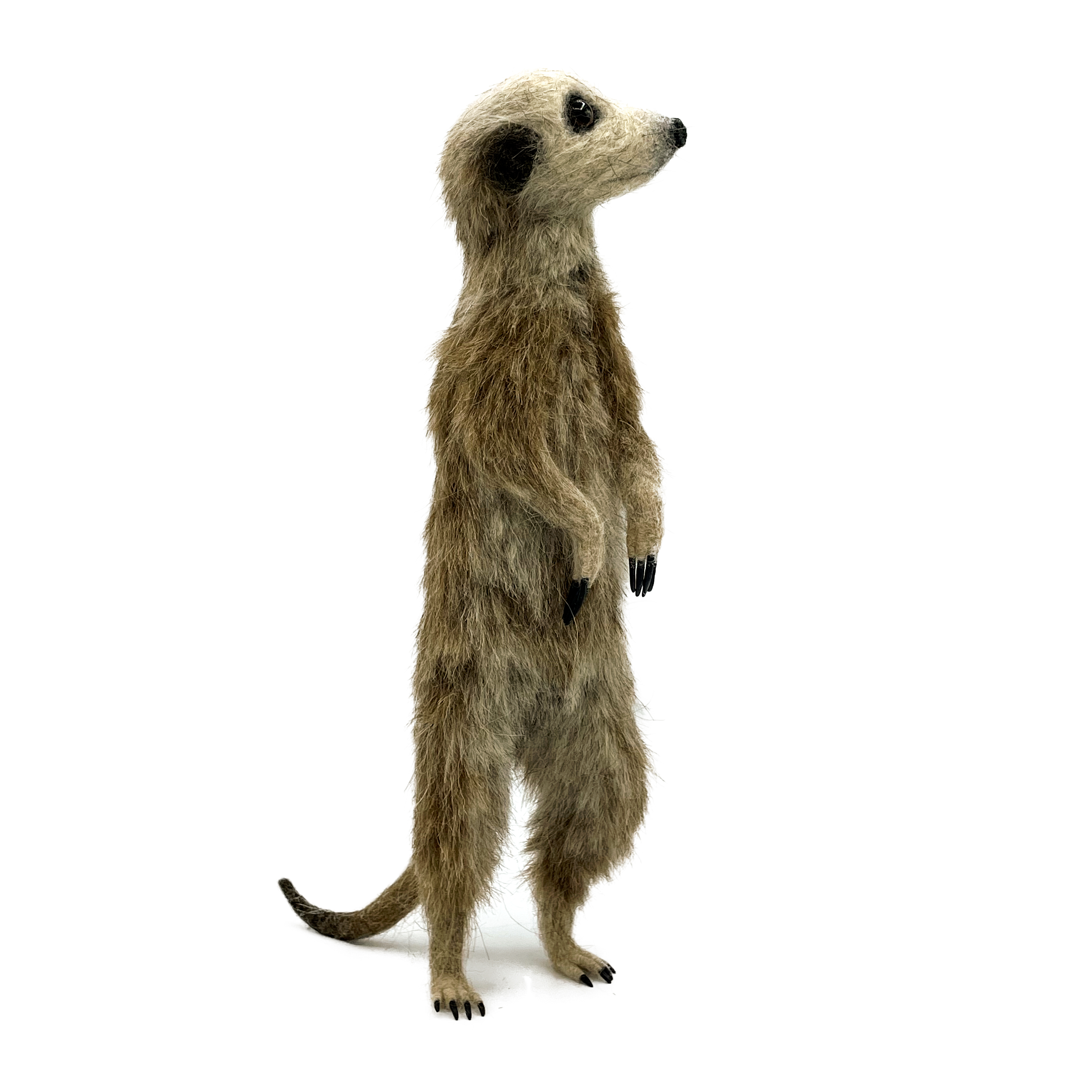 134-meerkat-web-17674541272364.jpg