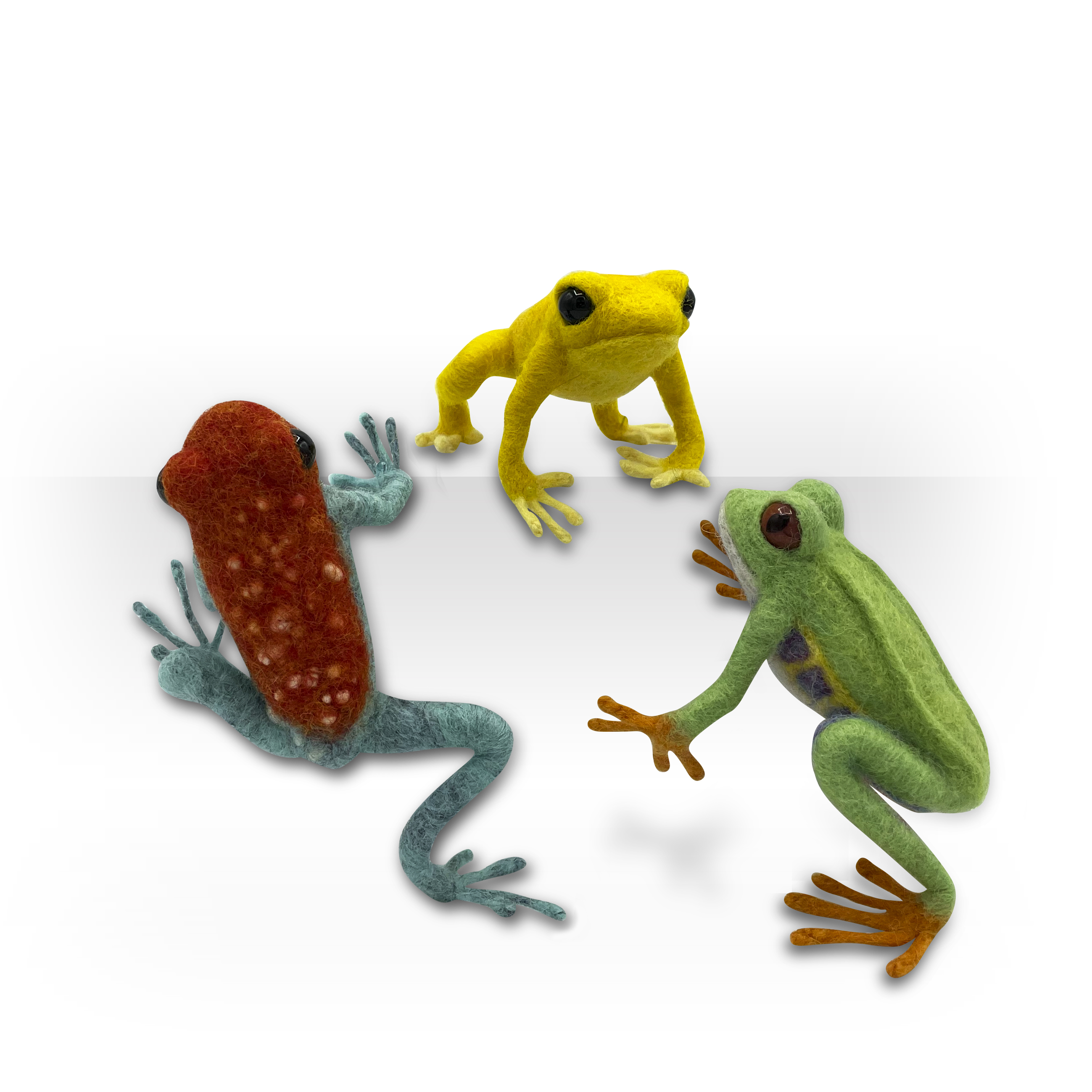 134-rainforest-frogs---square-website-17233008467737.jpg