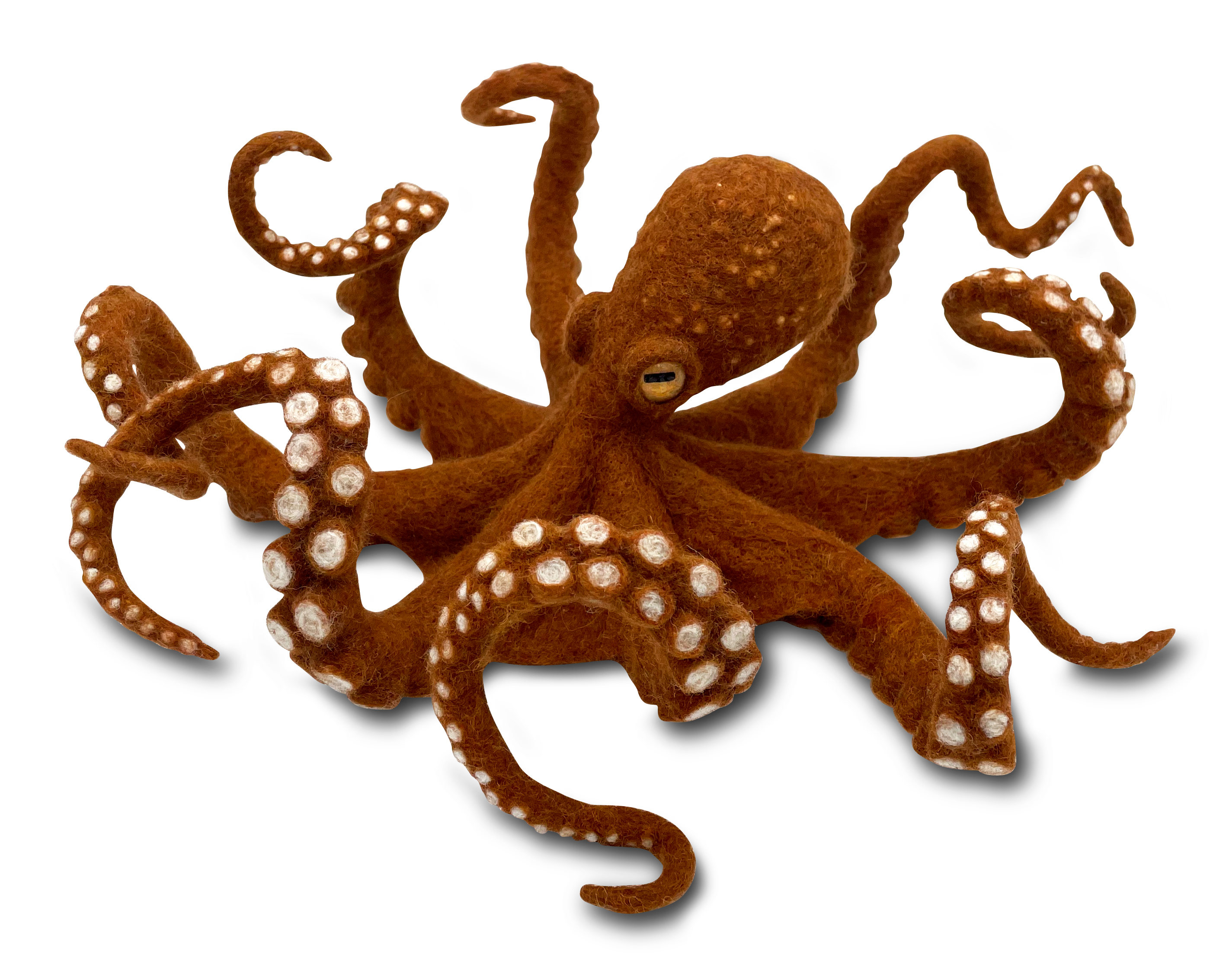 162-octopus-web-17502893475796.jpg