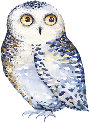 Owl illustration