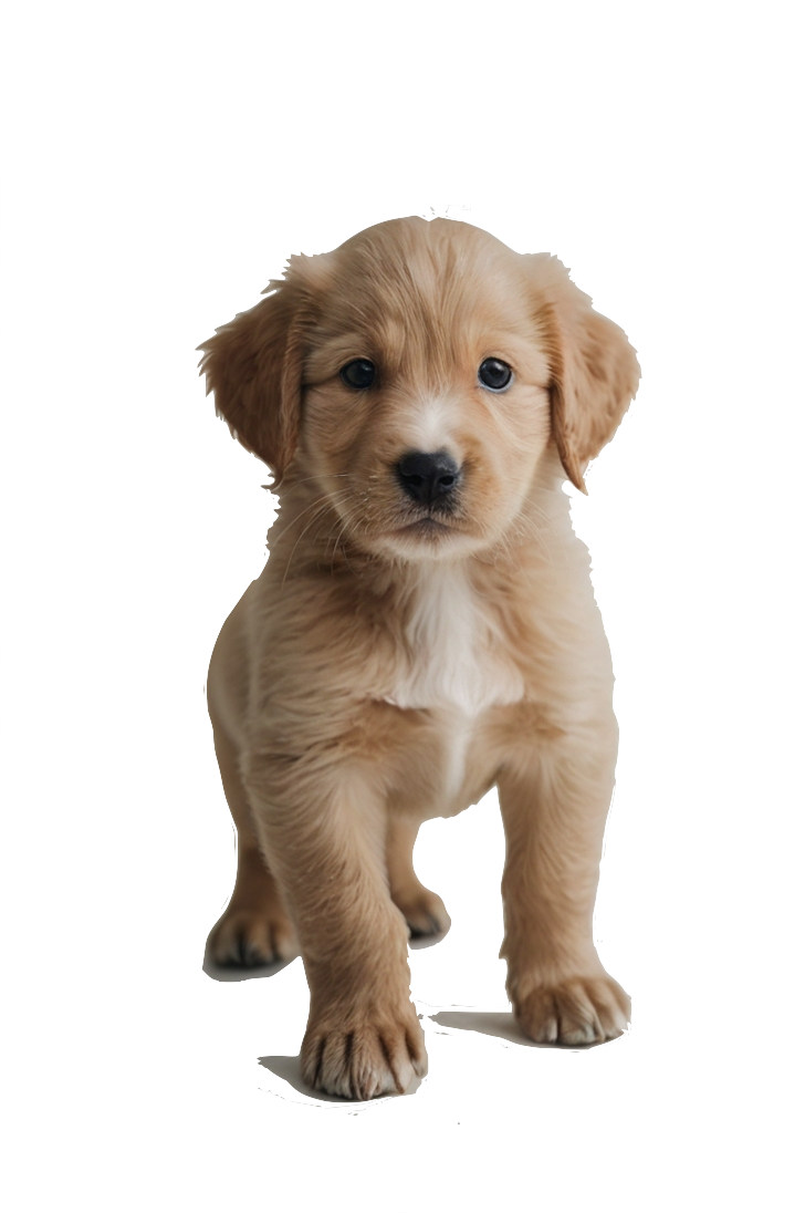 215-leonardokinoxlapuppyinawhitestudioplaying2-17422635493551.png