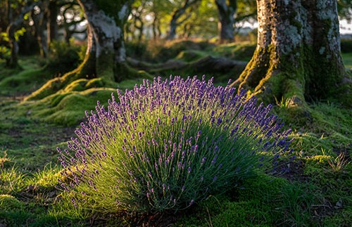 0635003231233-fireflycreate-a-photo-of-a-patch-of-lavender-growing-in-a-mystical-forrest-in-b-17650859556587.jpg