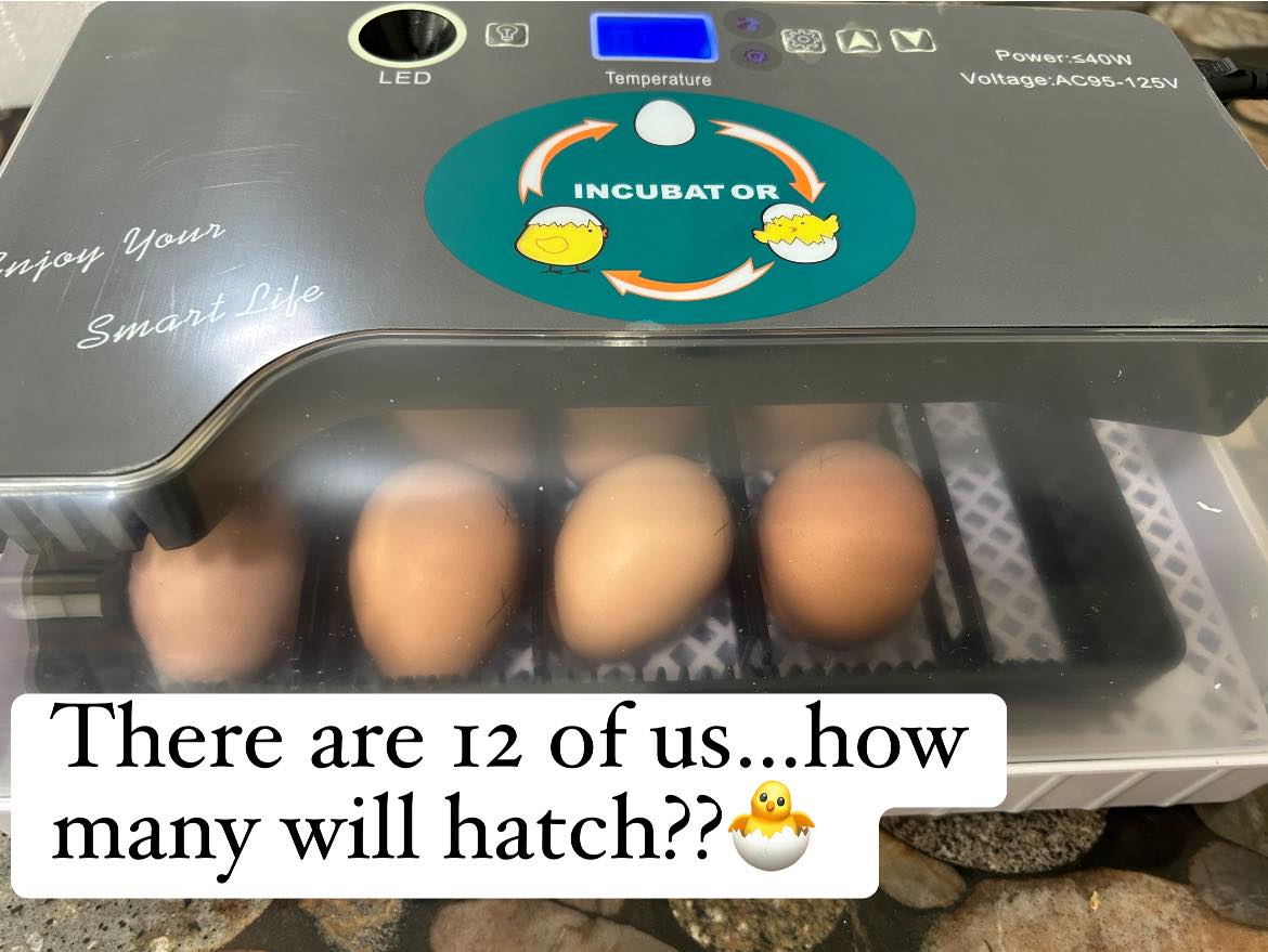 Our Beginner’s Story of Hatching Baby Chicks