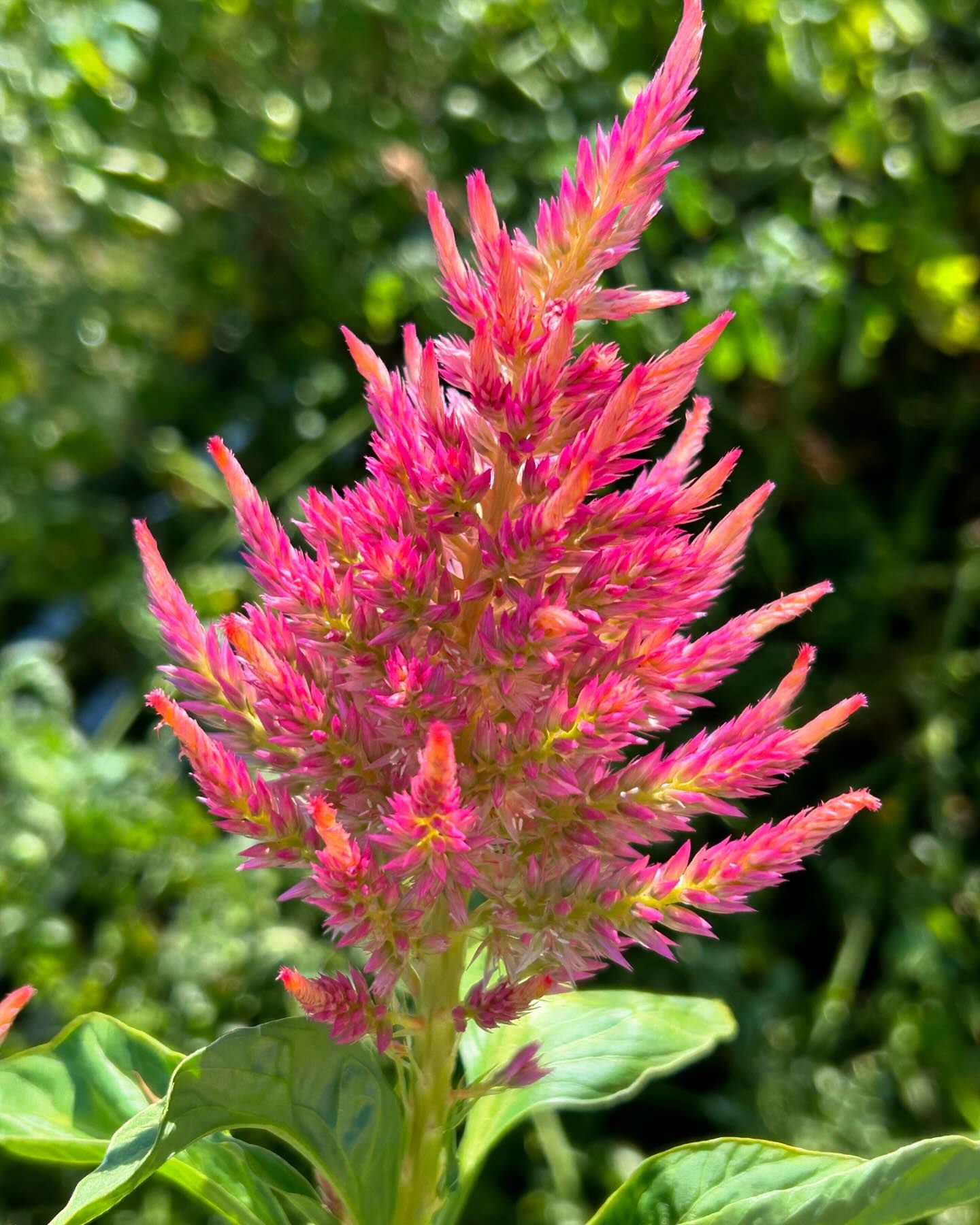 Celosia