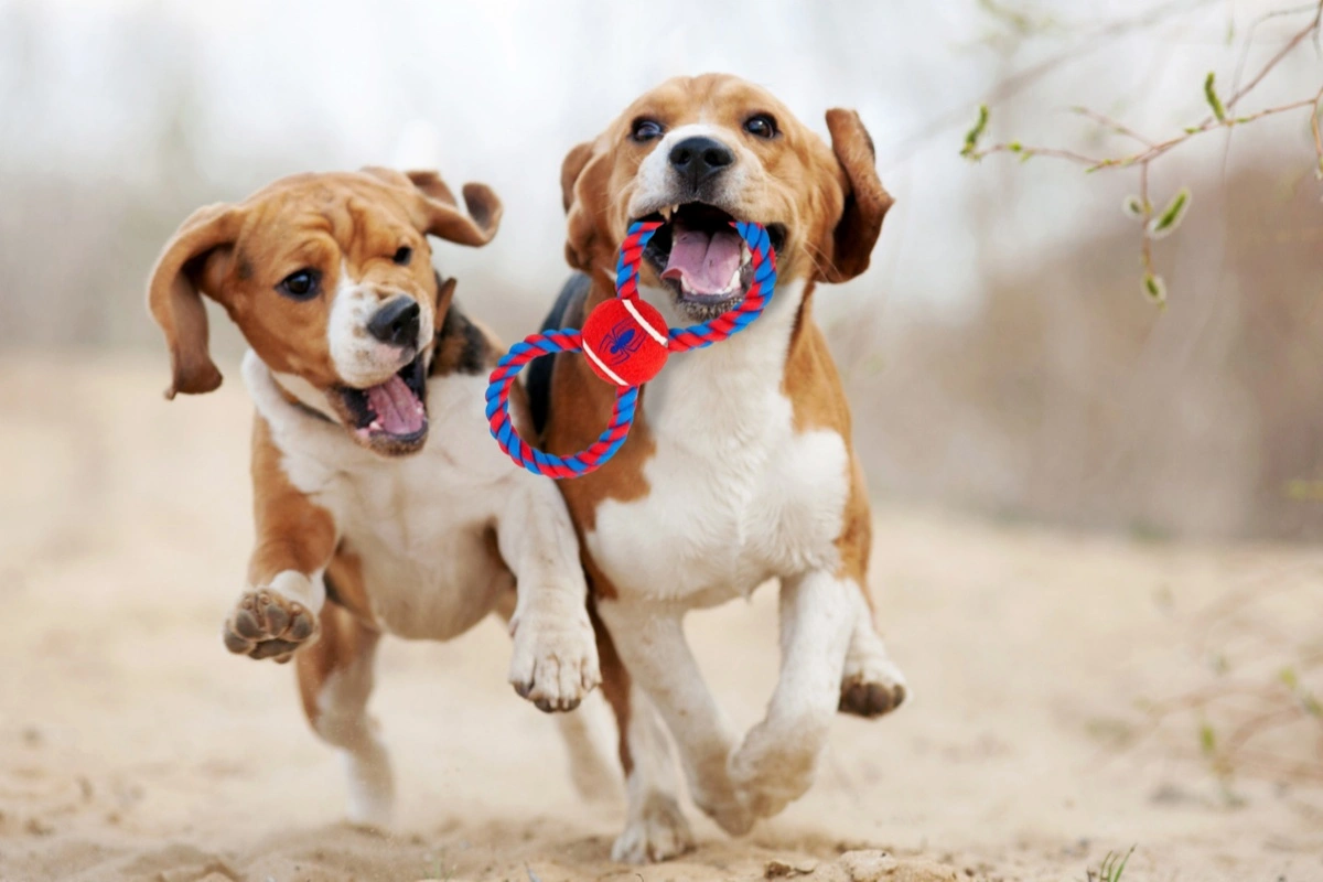 431-dogs-running-16727957510395.png