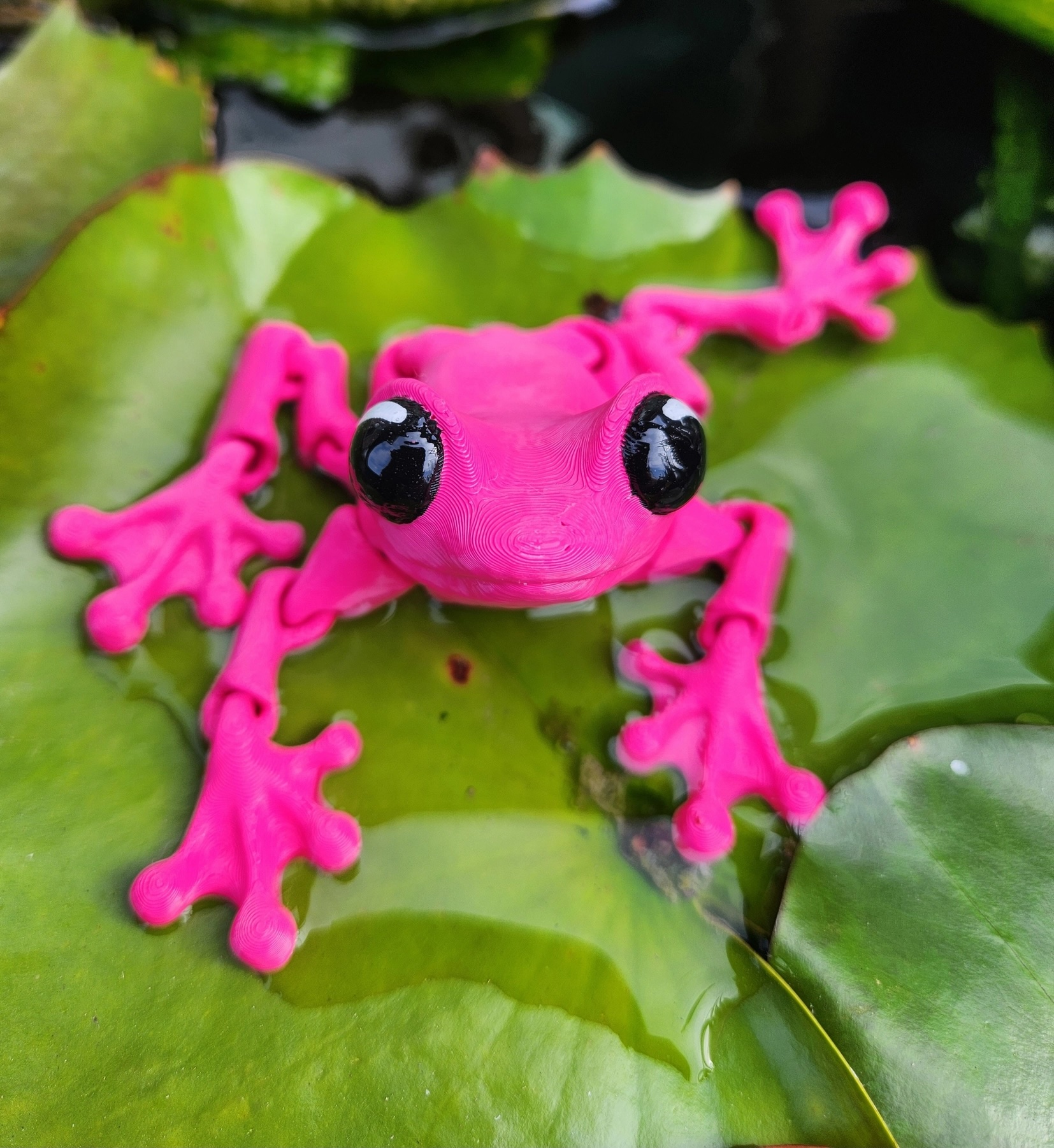 67-frog-17440709976366.jpeg