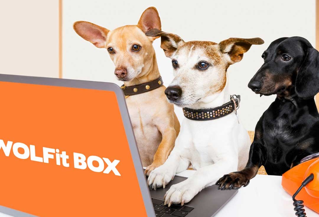 01101080735571-three-dogs-on-laptop-1080.jpg