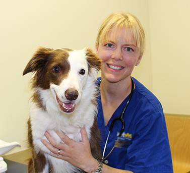 vet with dogs feeds them raw dog food subscription box from perth