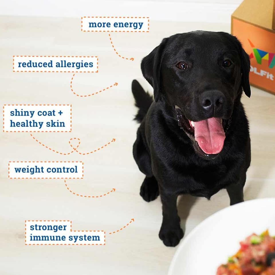 benefits of a BARF biologically appropriate raw dog food diet for dogs