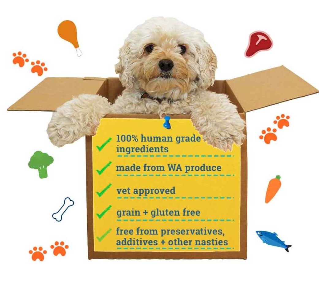 dog in box with features of raw dog food perth subscription box