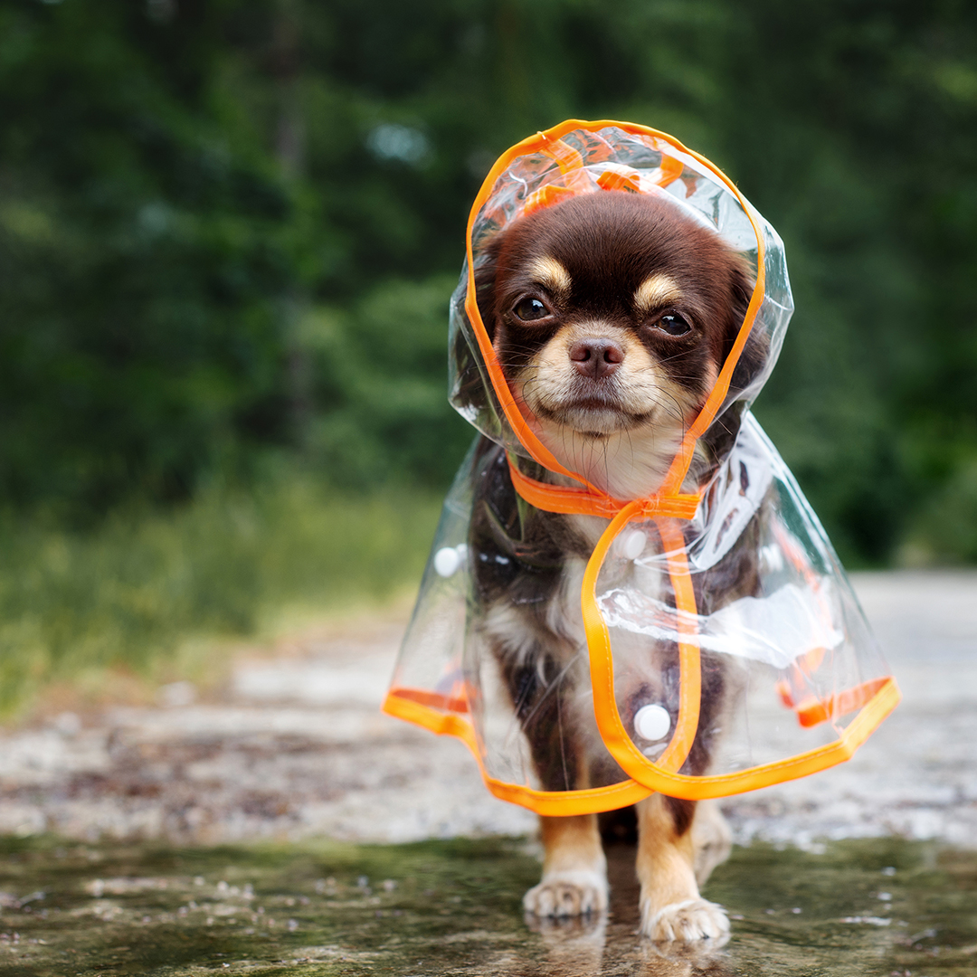 7 Must-read Tips To See Your Dog Through Winter