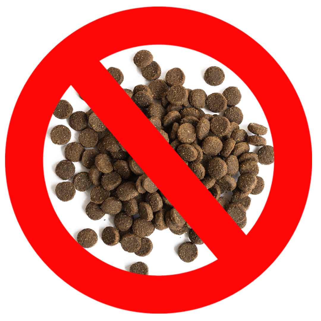 7 Shocking Facts About Processed Dog Food