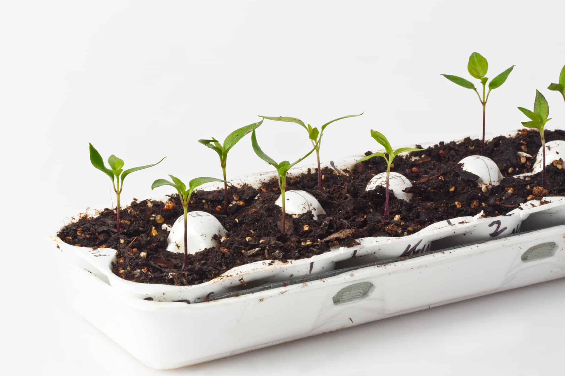 An illustration of reusing paper or plastic egg cartons as seed starters in a zero waste lifestyle